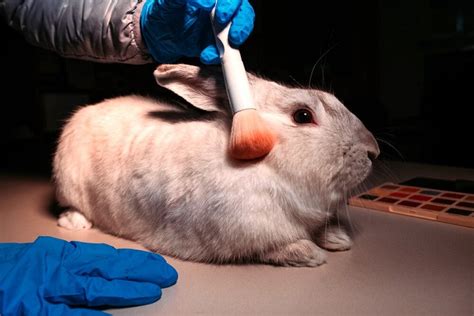 does no7 test on animals
